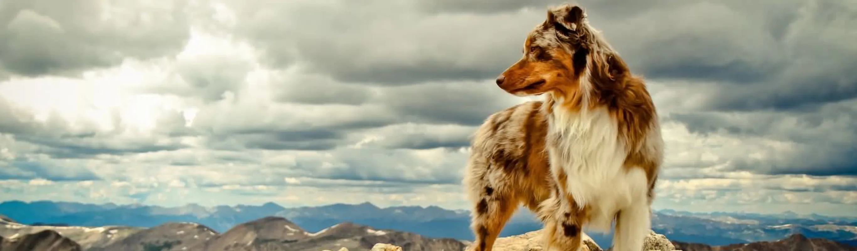 Red merle Australian shepherd standing on a cliff looking its right.